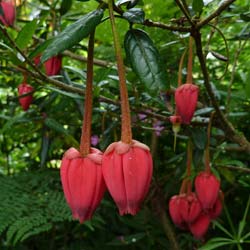 Crinodendron hookerianum